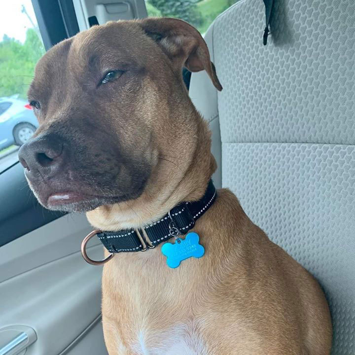 Veterinary Communities 5 Individual Veterinary Teams